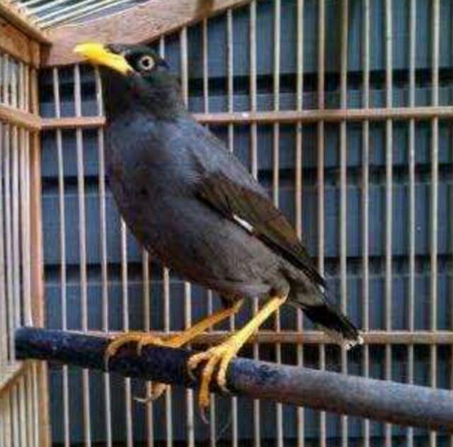 Jual Jalak kebo Indonesia|Shopee Indonesia