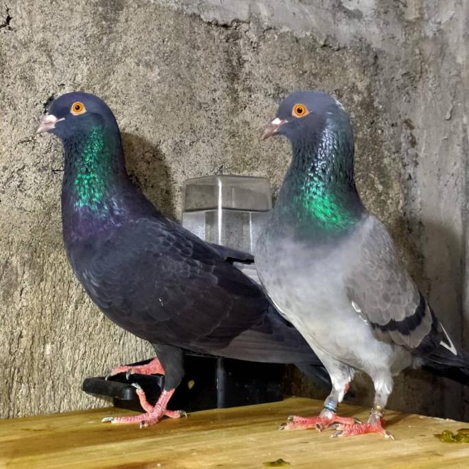 Harga Burung Dara Sepasang Giring Terbaru Januari 2022 | Biggo Indonesia 684_X_684_jpg