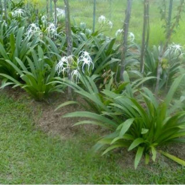 Tanaman hias -Bunga Bakung lele | Shopee Indonesia