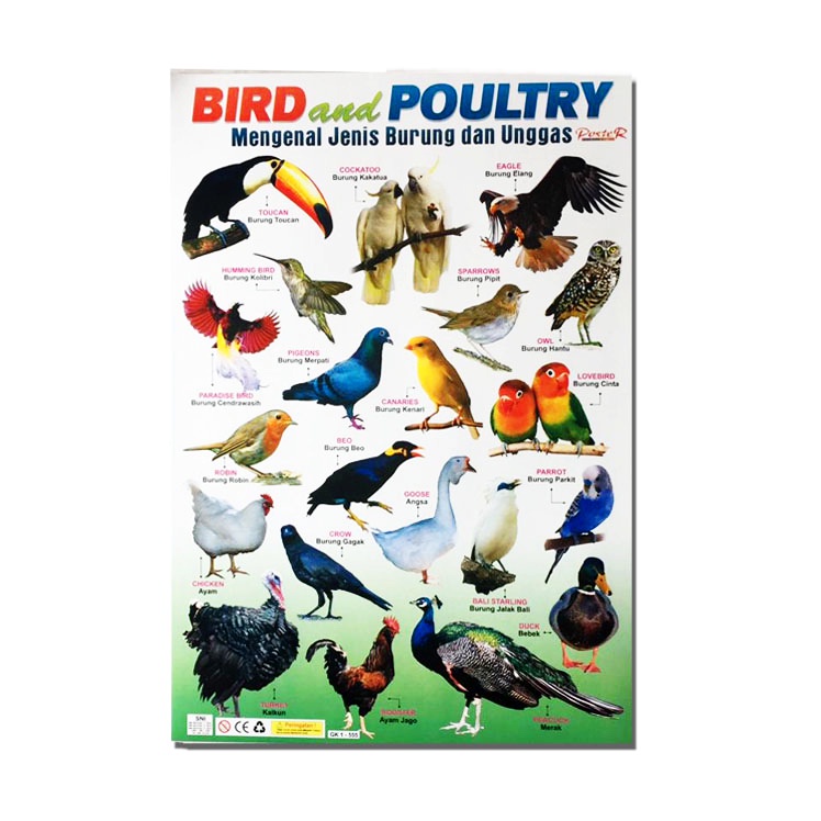 Jual Poster Mengenal Jenis Burung Dan Unggas Indonesia|Shopee Indonesia 748_X_748_jpg