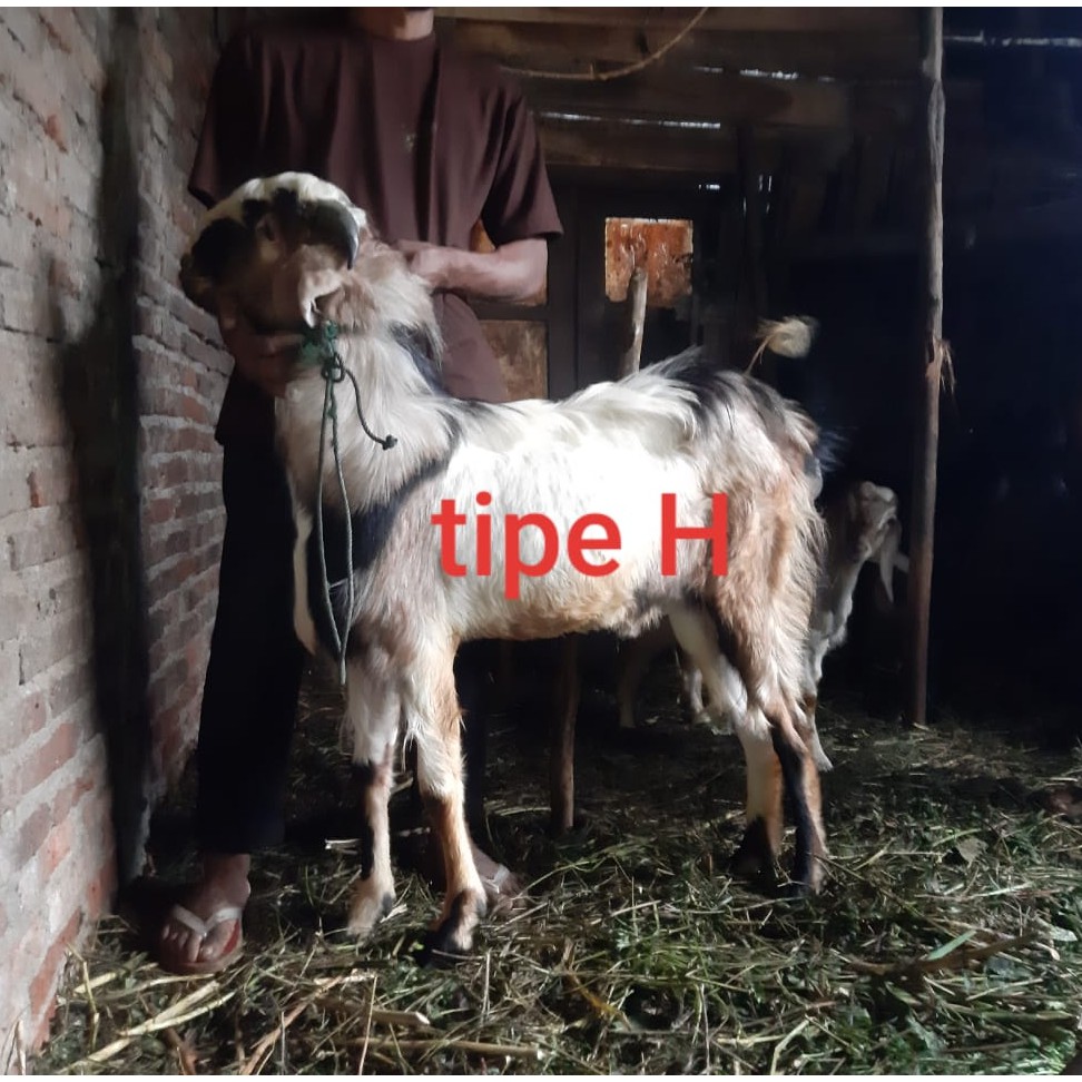 Kambing Kurban Tipe H Hewan Qurban 2020 Gratis Ongkir Jabodetabek Sehat  Amanah Murah Domba Merino | Shopee Indonesia