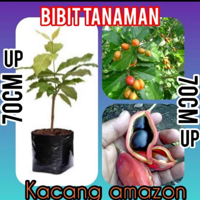 Bibit Kacang Amazon 70 cm Up | Shopee Indonesia