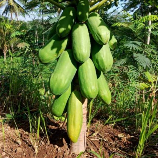 5 Biji - Benih Pepaya CALIFORNIA Pohon pendek, daging tebal, manis | Shopee  Indonesia