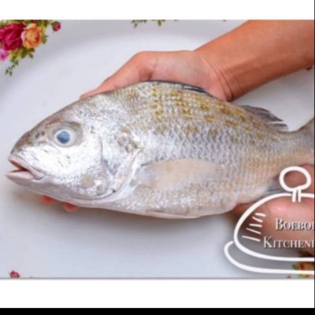 KAKAP PUTIH BESAR OMEGA 3 | Shopee Indonesia