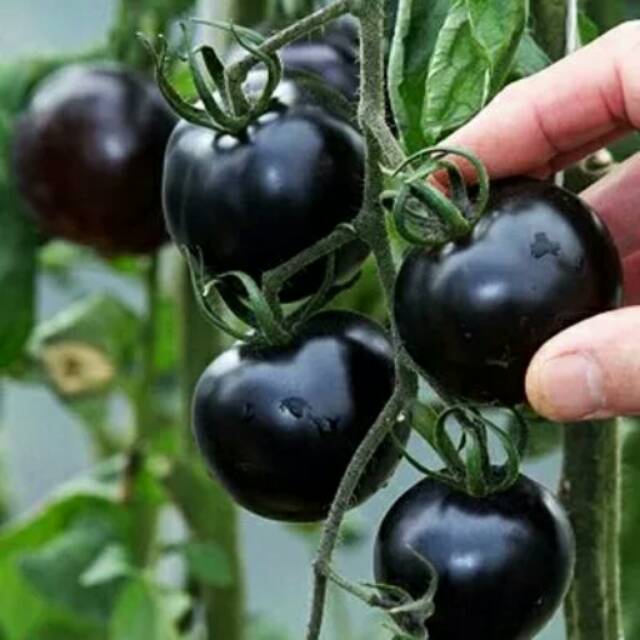 Biji Buah Tomat Hitam (Rare Black Tomato) | Shopee Indonesia