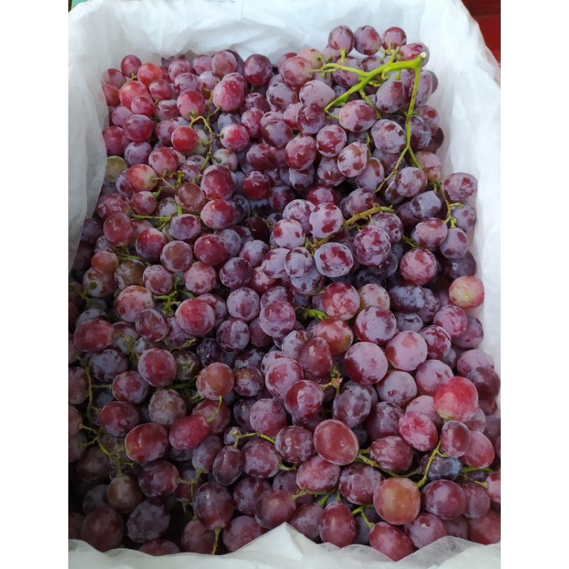 anggur ungu | Shopee Indonesia