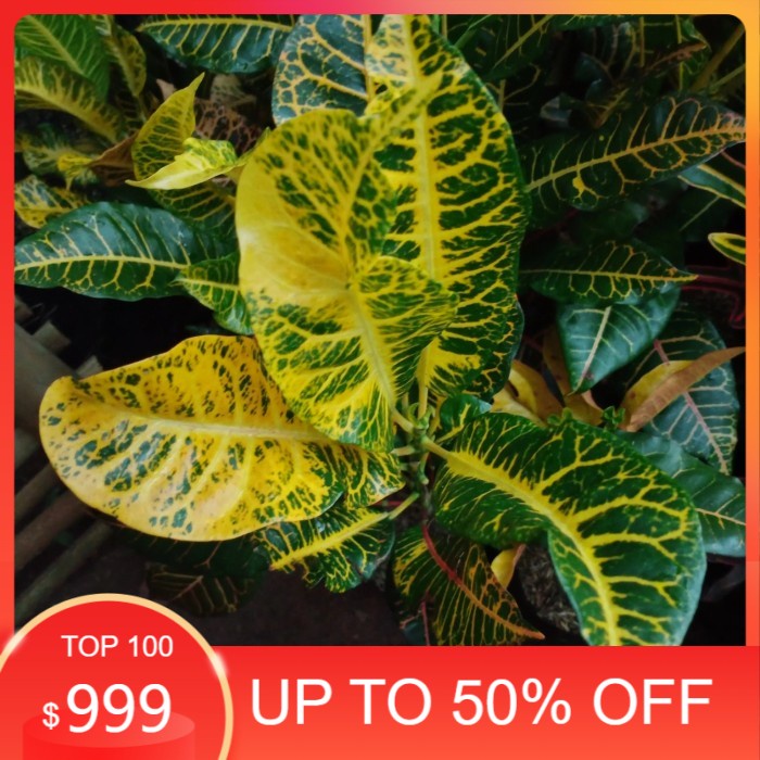 Tanaman hias puring cobra | Shopee Indonesia