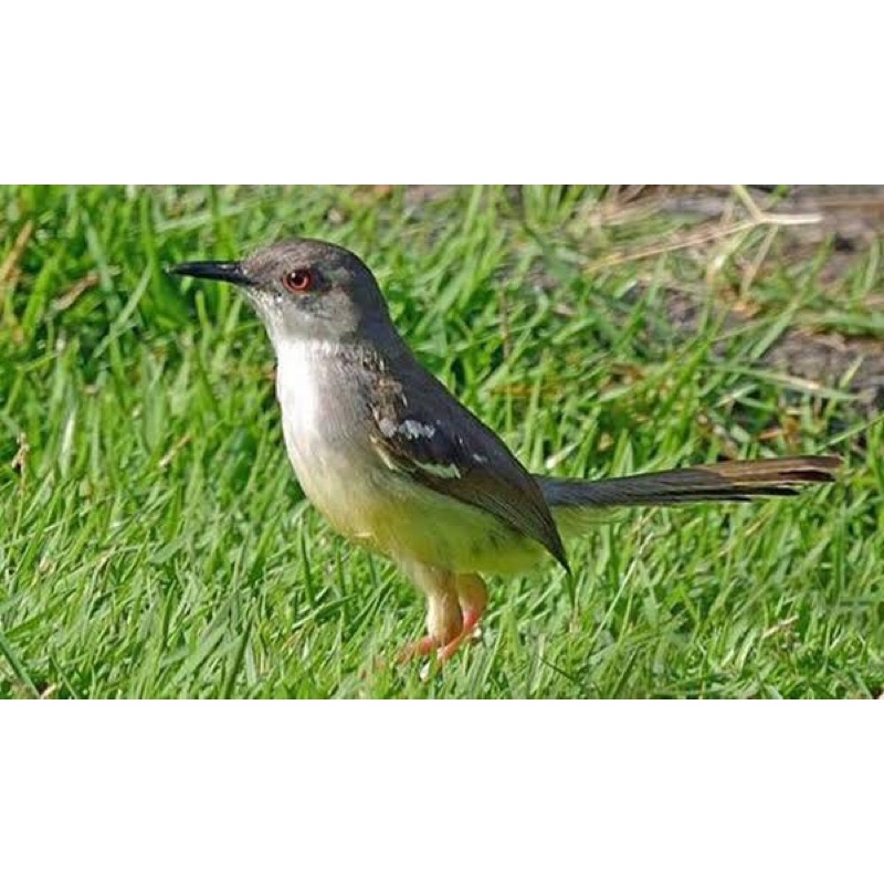Jual Burung Ciblek Semi Atau Cisem Jantan Indonesia|Shopee Indonesia 800_x_800_jpg