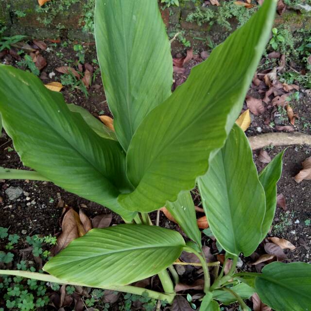 Daun Kunyit Segar | Shopee Indonesia