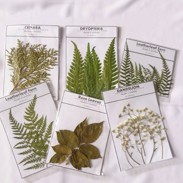Jual Diy Kerajinan Daun Kering Indonesia|Shopee Indonesia 640_X_640_jpg