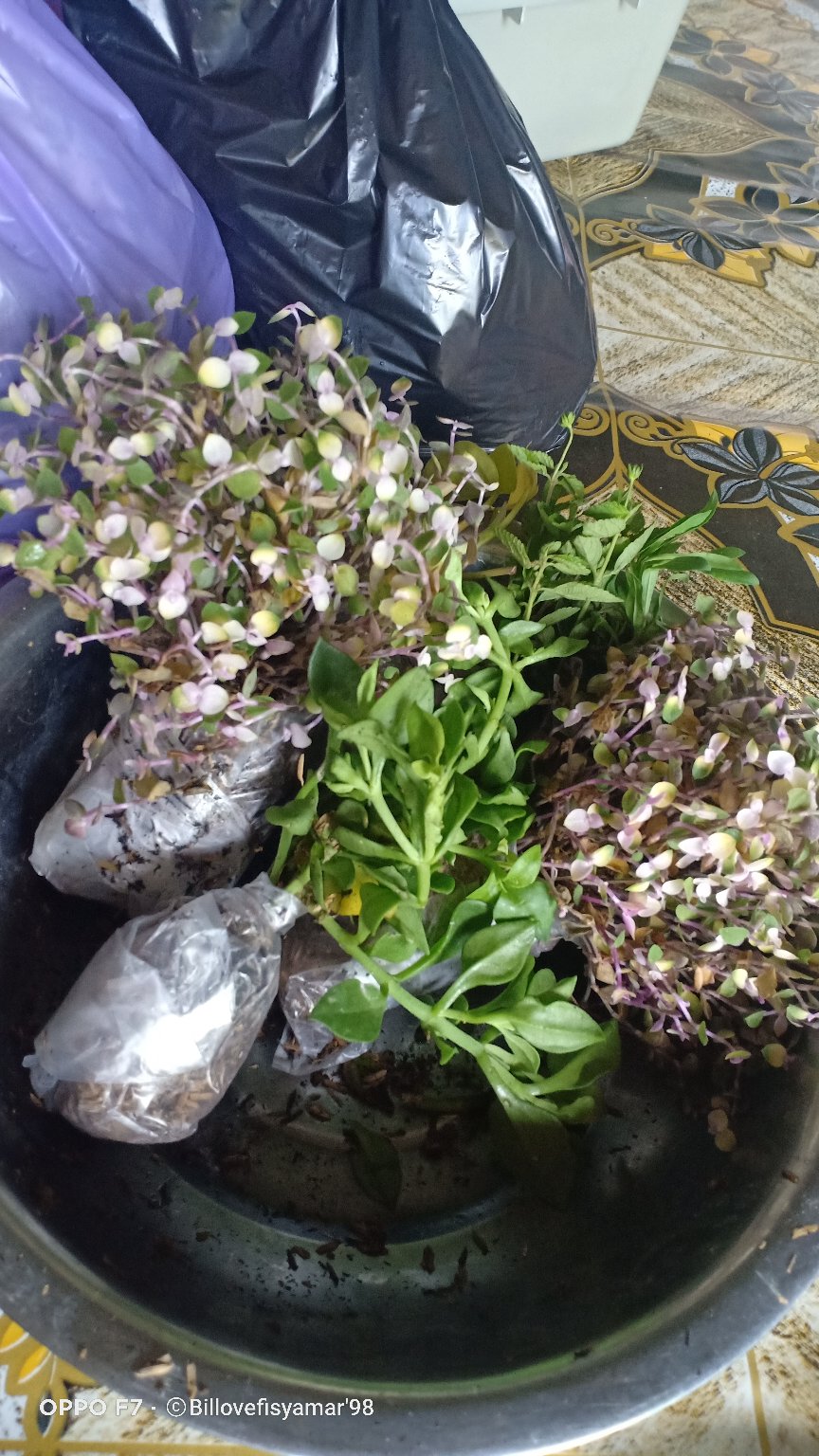 Mata itik variegata | Shopee Indonesia