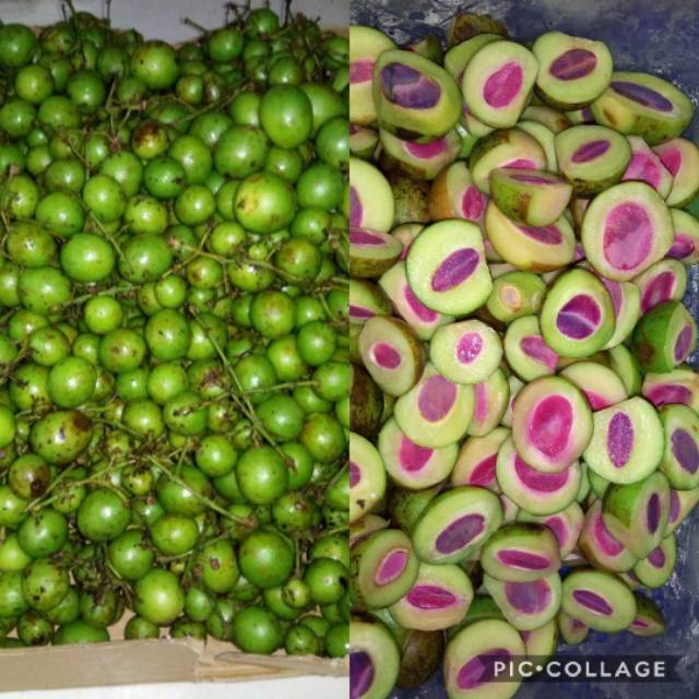 Buah gandaria , kundang , ramania mentah 500 gram | Shopee Indonesia