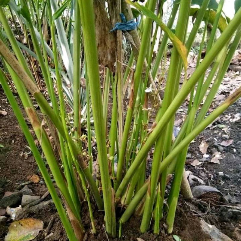 Harga Kapulaga Hijau India Terbaru Oktober 2021 | BigGo Indonesia