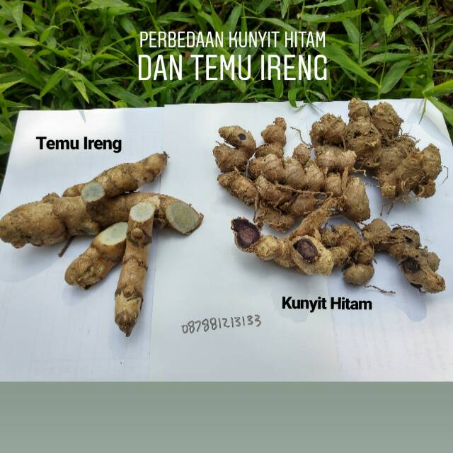 Umbi Rimpang Kunyit Hitam Bukan Temu Ireng | Shopee Indonesia