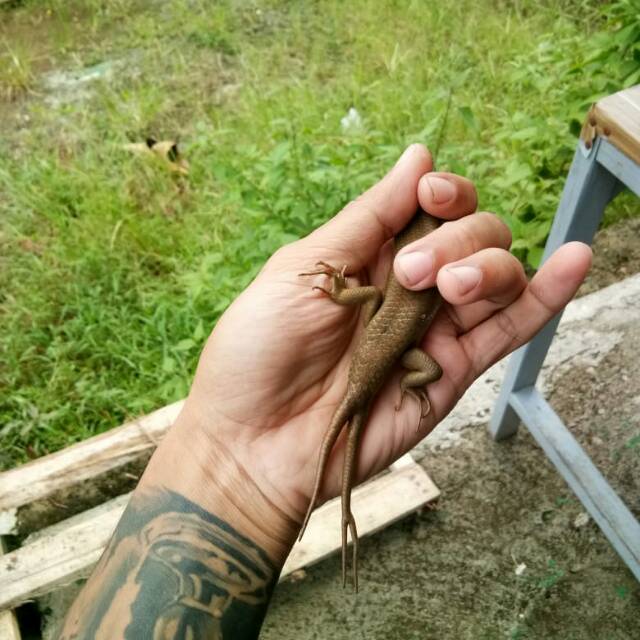 KADAL KEBUN EKOR CABANG 3 | Shopee Indonesia