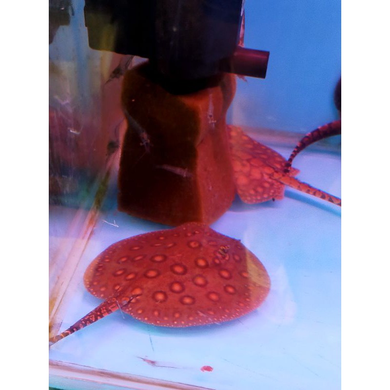 Ikan Pari Air Tawar. Ikan Hias air tawar. Ikan langka | Shopee Indonesia