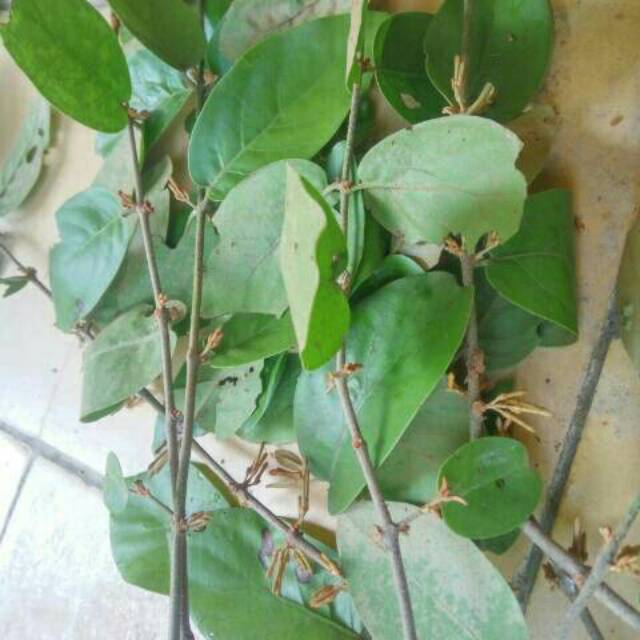TANAMAN OBAT/TANAMAN HERBAL/MAGANDEUH/BENALU TEH SEGAR KUALITAS SUPER/  Benalu mangandeuh | Shopee Indonesia
