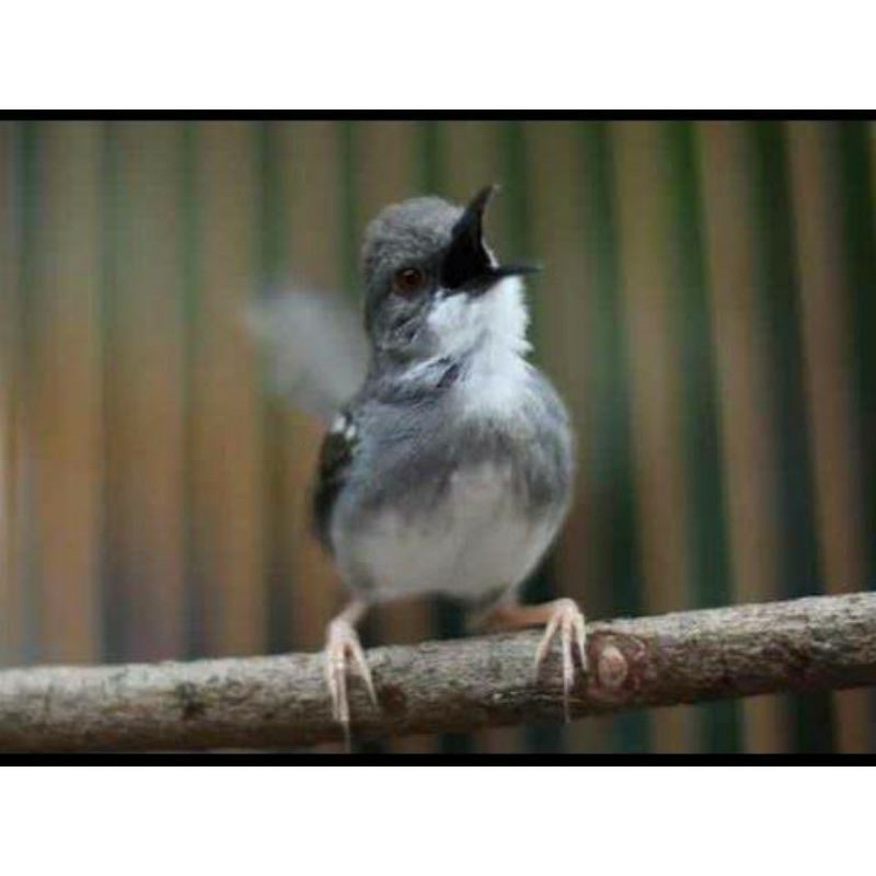 Jual Burung Ciblek Kristal Atau Ciblek Kapas Ori Jawa Barat Indonesia|Shopee Indonesia 800_x_800_jpg