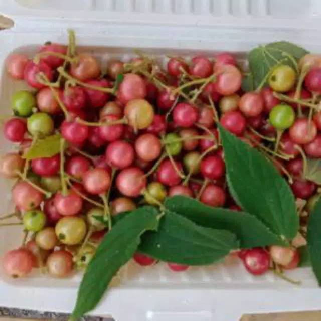 1/2 kg Buah Jamaican cherry buah talok buah kersen | Shopee Indonesia