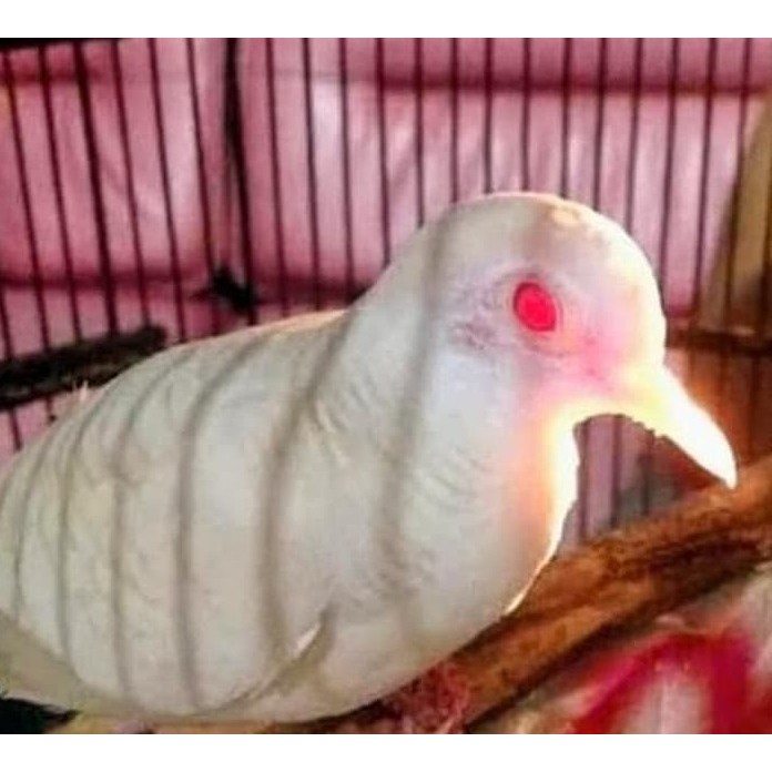 Burung Perkutut Putih Lurik Albino Mata Merah Tembus Rawatan Bunyi | Shopee  Indonesia