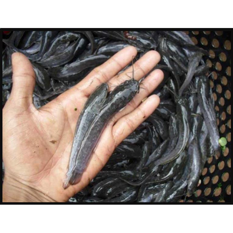 BIBIT IKAN LELE 100 EKOR &amp; PAKAN 1 KG, BENIH IKAN SEHAT BERKUALITAS |  Shopee Indonesia