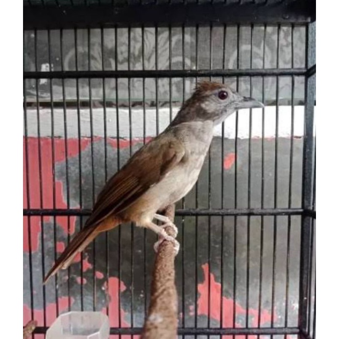 Jual Kapas Tembak Harga Terbaik Januari 2022 | Shopee Indonesia 692_X_692_jpg