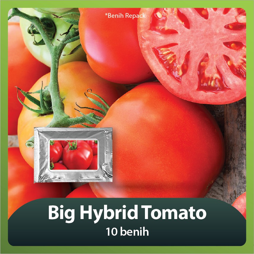 Jual Benih Bibit Tomat Big Hibrida 10 benih PG TGR Indonesia|Shopee  Indonesia