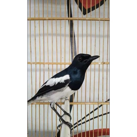 Jual Burung Kacer Jantan Bahan Pilihan Indonesia|Shopee Indonesia 481_X_481_jpg
