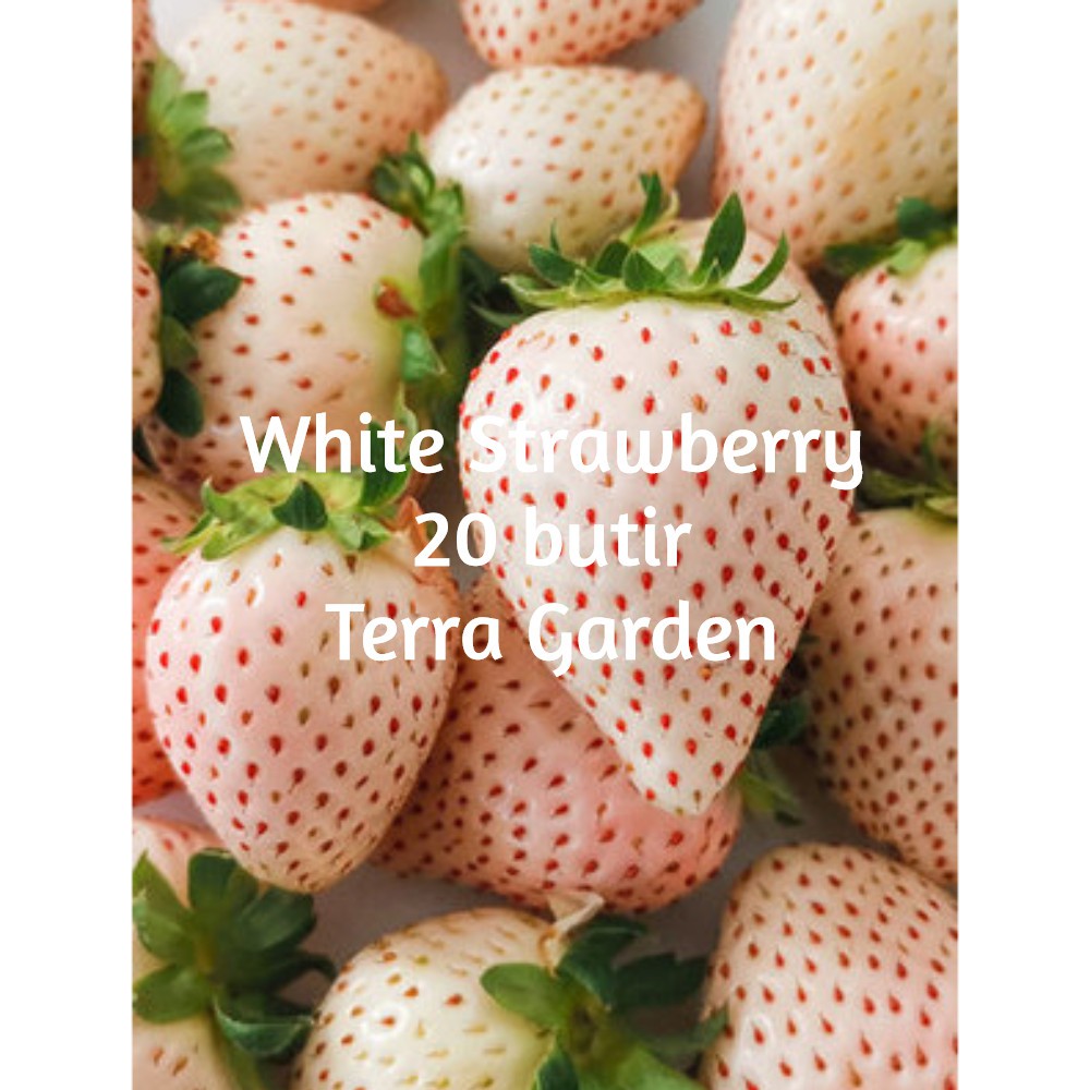 Benih Biji White Strawberry Stoberi Putih 20 seeds | Shopee Indonesia
