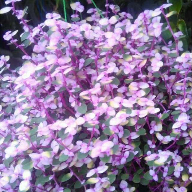 Kribo variegata ungu | Shopee Indonesia