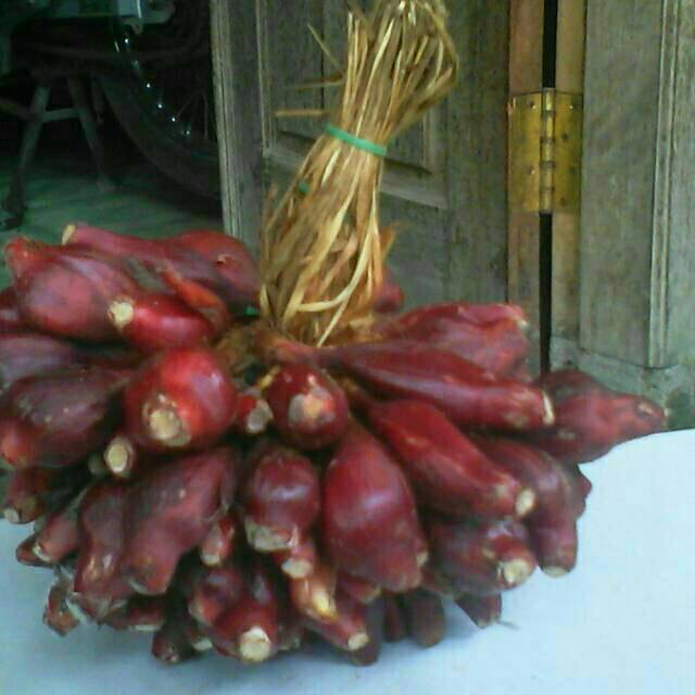 Jual Bawang dayak segar penakluk 43 macam penyakit Indonesia|Shopee  Indonesia