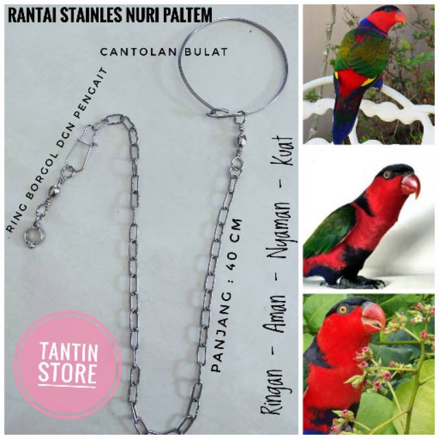 Jual Rantai Stainles Burung Nuri Kepala Hitam Indonesia|Shopee Indonesia 640_X_640_jpg