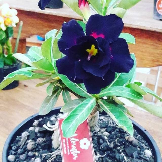 Jual promo Tanaman hias pohon adenium bunga kemboja / tanaman indoor  Indonesia|Shopee Indonesia