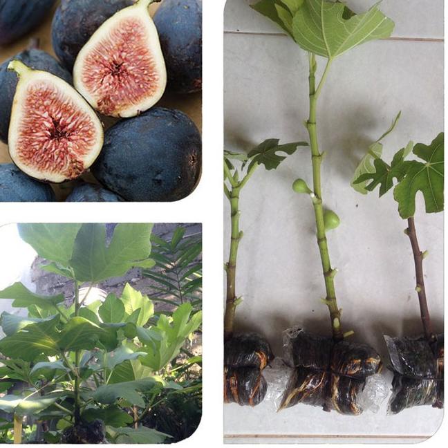 9.9 HARGA GROSIR Bibit Cangkok Pohon Buah Fig Tin Ara Jenis Black Mission |  Shopee Indonesia
