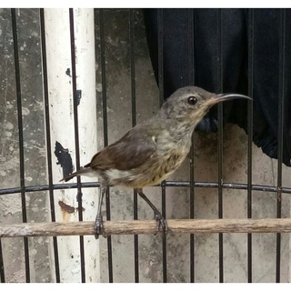 Jual Pets | Kolibri Ninja Konin Jantan Indonesia|Shopee Indonesia 320_X_320_jpg