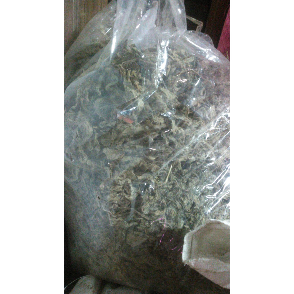 daun kecubung kering Bagus | Shopee Indonesia