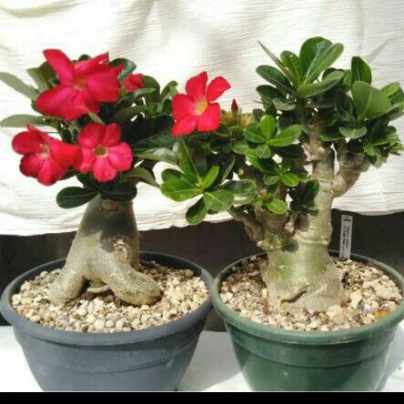 Jual tanaman bibit adenium bunga merah/adenium obesum bonggol besar/ obesum/kamboja  bali Indonesia|Shopee Indonesia