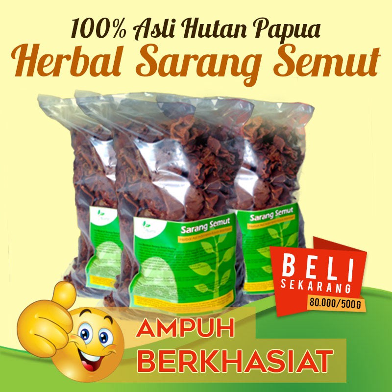 Jual Sarang Semut, Sarang Semut Papua Asli, Sarang Semut Papua, Sarang Semut  Papua Original 100%, Obat Sarang Semut, Obat Tumor, Benjolan, Kanker,  Ambeien Indonesia|Shopee Indonesia