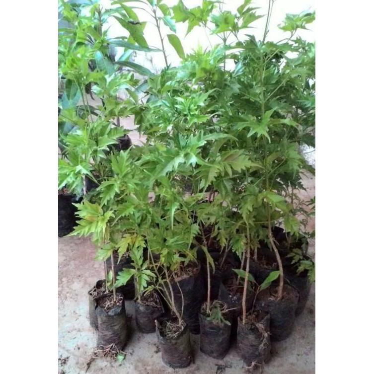 ASLI! 300 GR BIJI BENIH POHON CENDANA WANGI NTT | Shopee Indonesia