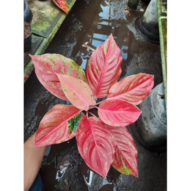 Jual Tanaman Hias Aglaonema RED STRIPTIS MUTASI Indonesia|Shopee Indonesia