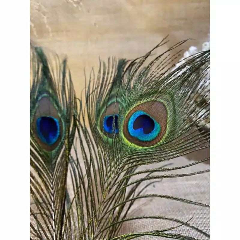 Jual Bulu Merak Asli Indonesia|Shopee Indonesia 800_X_800_jpg