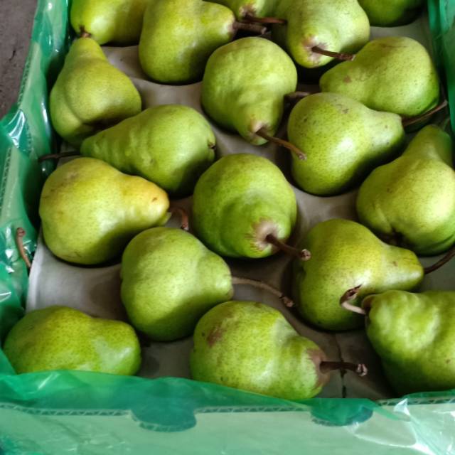 Pear Packham Import Per Dus 12 kg|| Pear Hijau Jambu Manis | Shopee  Indonesia