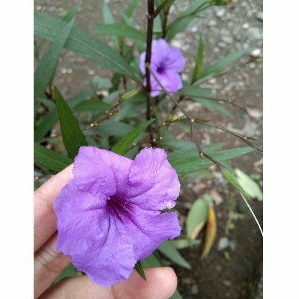 Tanaman Herbal Ruellia Tuberosa/Pohon Pletekan | Shopee Indonesia