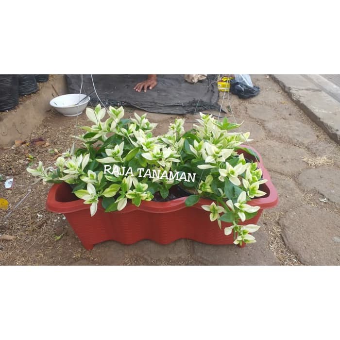 Paket Tanaman Hias Bunga Mutiara Pot Panjang | Shopee Indonesia