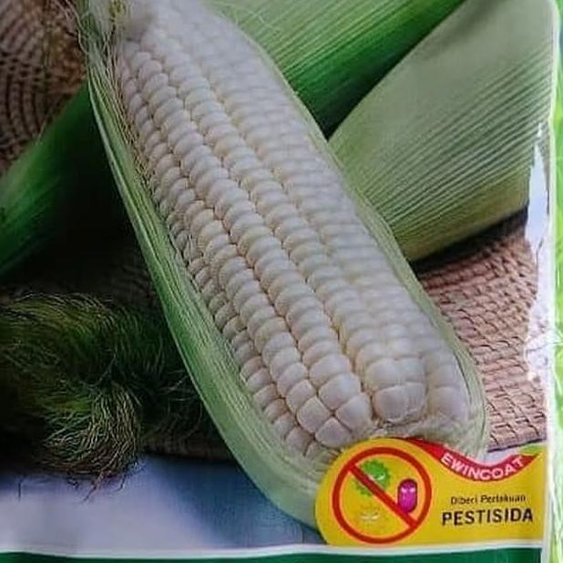 Harga Jagung Pulut Putih Terbaru Oktober 2021 | BigGo Indonesia