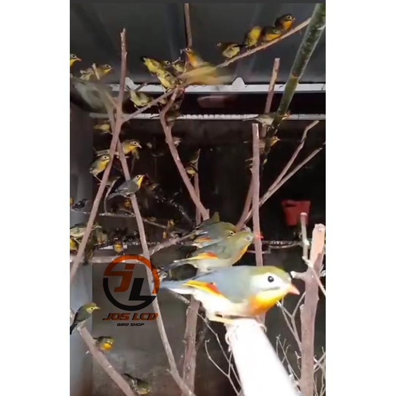 Burung Robin Bahan Jantan | Shopee Indonesia
