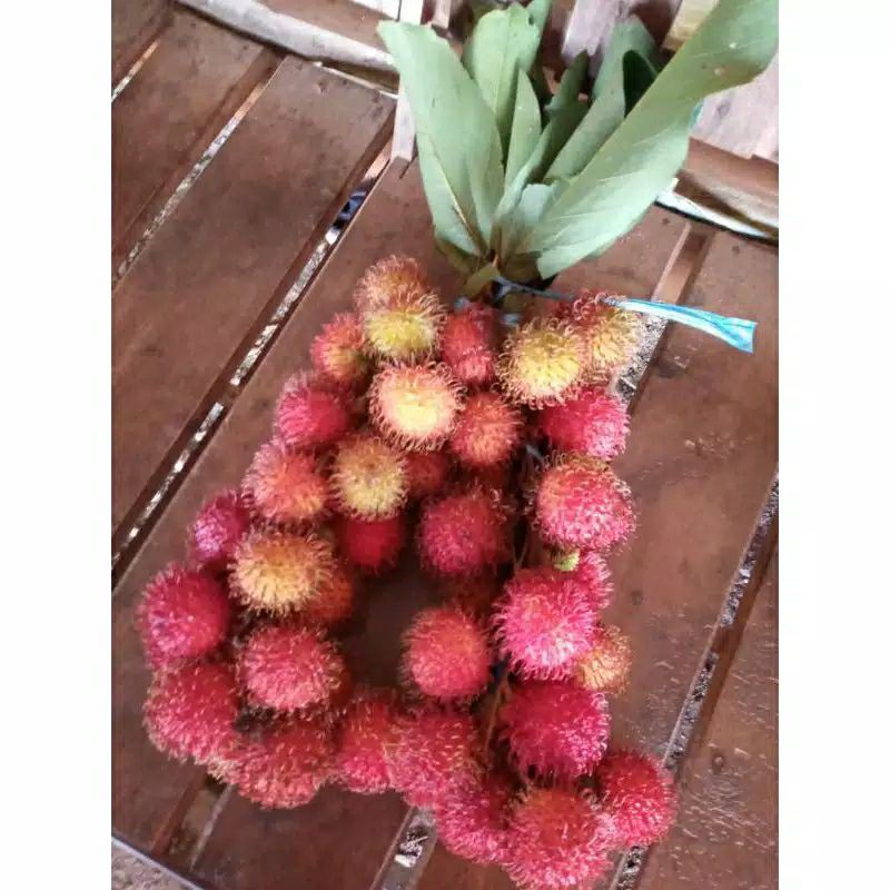 Jual RAMBUTAN FRESH Indonesia|Shopee Indonesia