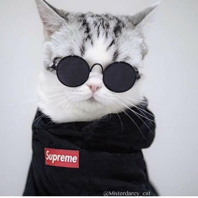 Jual {SPU.26My21ᴾ} Baju Jaket Anjing Kucing Hewan Lucu Supreme Kaos Dog Cat  Shirt Indonesia|Shopee Indonesia