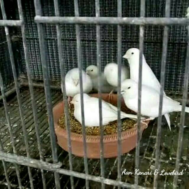 BURUNG KENARI PUTIH JANTAN MULAI BUNYI PROSES GACOR - JUAL WHITE DOMINANT  POCONG BERSIH LAKIAN HIDUP | Shopee Indonesia