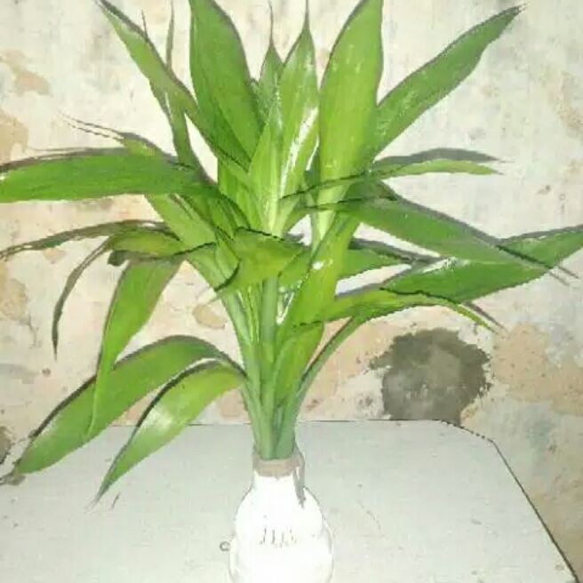 bambu hoky/sri rejeki (6 pohon sudah bertunas akar) | Shopee Indonesia